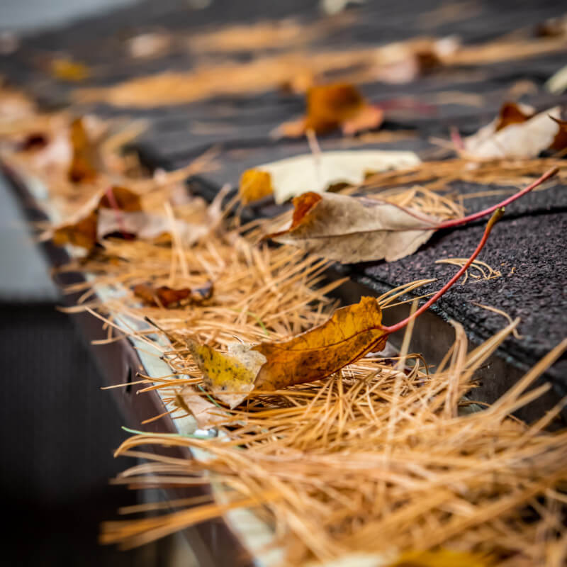 Best Gutter Guard for Pine Needles