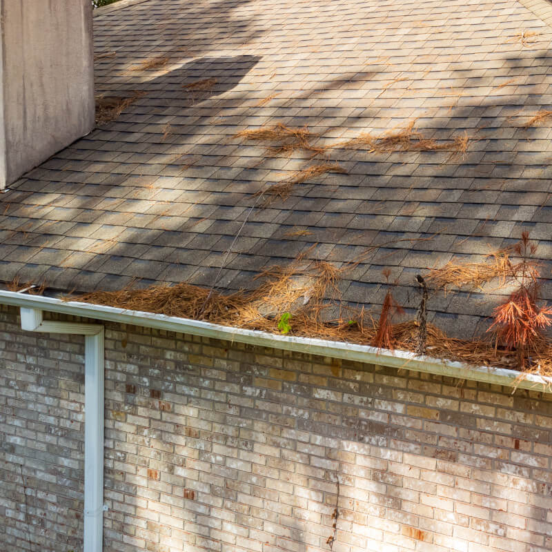 Why Pine Needles Defeat Most Gutter Guards