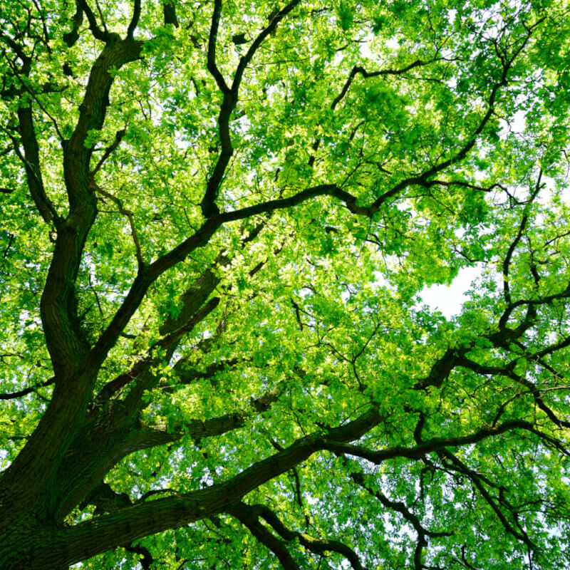 Oak Tree Clogged Gutters